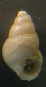 Due Odostomia dall''Asinara